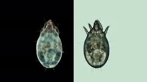 Attēlu rezultāti vaicājumam “Acari”