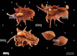 Attēlu rezultāti vaicājumam “Rumex obtusifolius fruit”