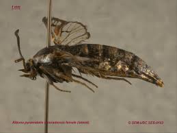 Attēlu rezultāti vaicājumam “Sesiidae”