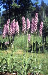 Attēlu rezultāti vaicājumam “Gymnadenia conopsea fruit”