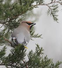 Attēlu rezultāti vaicājumam “Bombycilla garrulus adult”