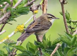 Attēlu rezultāti vaicājumam “Acrocephalus schoenobaenus adult”
