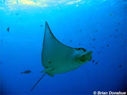 Image result for Aetobatus narinari