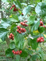 Attēlu rezultāti vaicājumam “Crataegus persimilis fruit”