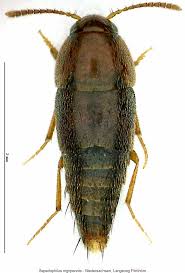 Attēlu rezultāti vaicājumam “Sepedophilus sp.”