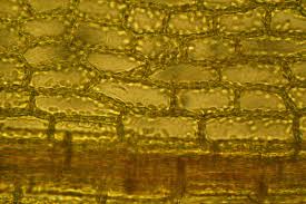 Attēlu rezultāti vaicājumam “Physcomitrium pyriforme sporophyte”