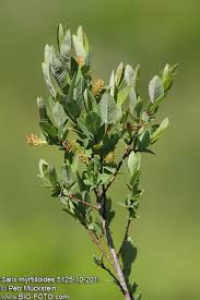Attēlu rezultāti vaicājumam “Salix myrtilloides leaf”