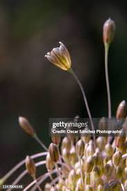 Attēlu rezultāti vaicājumam “Allium oleraceum bud”