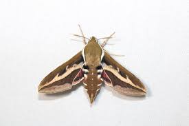 Attēlu rezultāti vaicājumam “Hyles gallii imago”