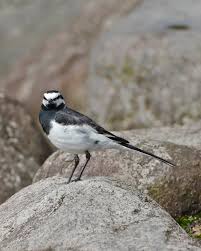 Attēlu rezultāti vaicājumam “Motacilla alba adult”