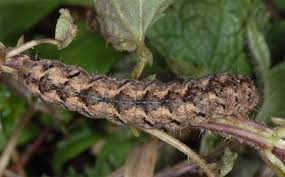 Attēlu rezultāti vaicājumam “Polia nebulosa”