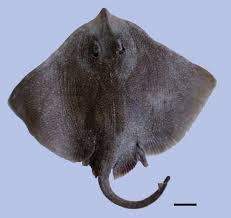 Image result for Raja clavata