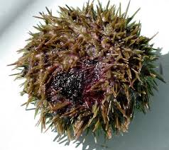 Image result for Strongylocentrotus droebachiensis