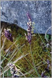 Attēlu rezultāti vaicājumam “Sesleria caerulea flower”