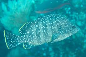 Image result for Dermatolepis inermis