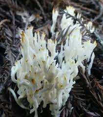 Attēlu rezultāti vaicājumam “Ramariopsis kunzei”