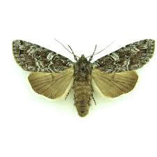 Attēlu rezultāti vaicājumam “Setina irrorella”