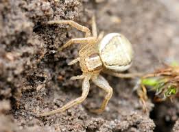 Attēlu rezultāti vaicājumam “Xysticus ulmi”