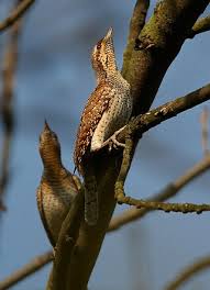 Attēlu rezultāti vaicājumam “Jynx torquilla adult”