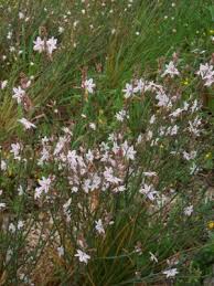 Image result for Asphodelus fistulosus