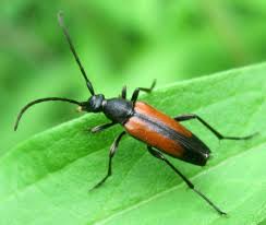 Attēlu rezultāti vaicājumam “Stenurella melanura”