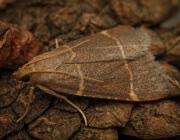 Attēlu rezultāti vaicājumam “Hypsopygia glaucinalis”