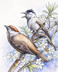 Attēlu rezultāti vaicājumam “Sylvia atricapilla male”