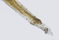 Attēlu rezultāti vaicājumam “Leptobryum pyriforme”