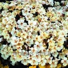 Image result for Mimulus x hybrida
