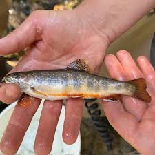 Image result for Salvelinus fontinalis