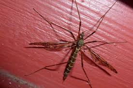 Attēlu rezultāti vaicājumam “Epiphragma ocellare”