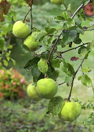 Attēlu rezultāti vaicājumam “Cydonia oblonga fruit”