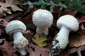 Attēlu rezultāti vaicājumam “Amanita strobiliformis”