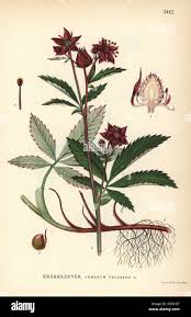 Attēlu rezultāti vaicājumam “Comarum palustre”