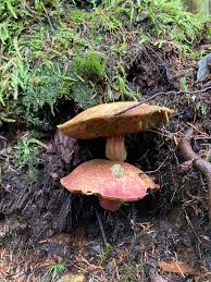 Attēlu rezultāti vaicājumam “Hapalopilus nidulans”