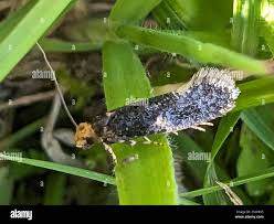 Attēlu rezultāti vaicājumam “Monopis weaverella”