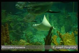 Image result for Rhinoptera bonasus