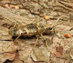 Attēlu rezultāti vaicājumam “Rhagium mordax”