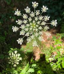 Attēlu rezultāti vaicājumam “Daucus sativus flower”