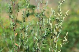 Attēlu rezultāti vaicājumam “Chenopodium bonus-henricus leaf”