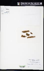 Attēlu rezultāti vaicājumam “Anastrophyllum hellerianum”