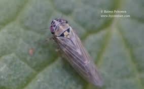 Attēlu rezultāti vaicājumam “Macrosteles sp.”