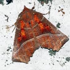 Attēlu rezultāti vaicājumam “Scoliopteryx libatrix”