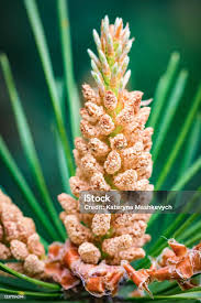 Attēlu rezultāti vaicājumam “Pinus sylvestris male flower”