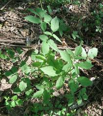 Attēlu rezultāti vaicājumam “Chaerophyllum aromaticum fruit”