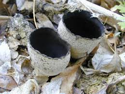 Attēlu rezultāti vaicājumam “Craterium minutum spores”