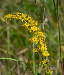 Attēlu rezultāti vaicājumam “Solidago virgaurea flower”