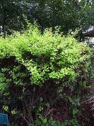 Attēlu rezultāti vaicājumam “Berberis”