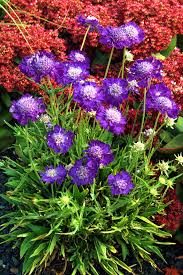 Image result for scabiosa caucasica