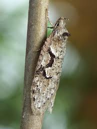 Attēlu rezultāti vaicājumam “Semioscopis steinkellneriana”